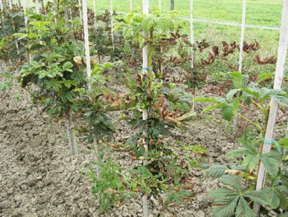 Guignardia: Schadebeeld | © Viaverda