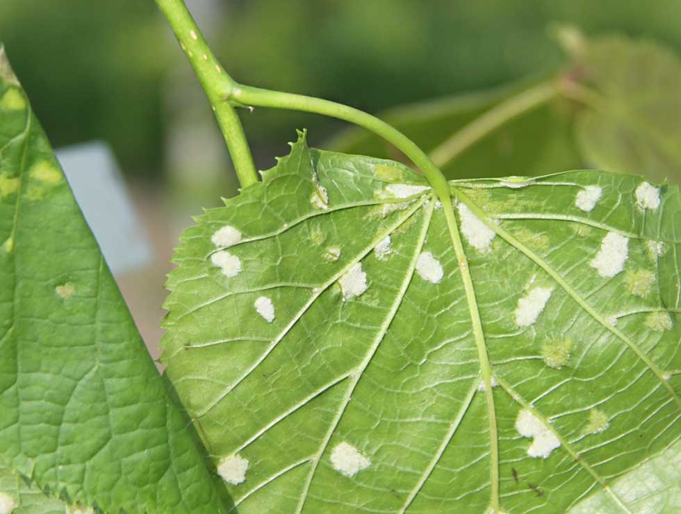 Lindeviltmijt: Schadebeeld <I>Tilia</I> | © Viaverda