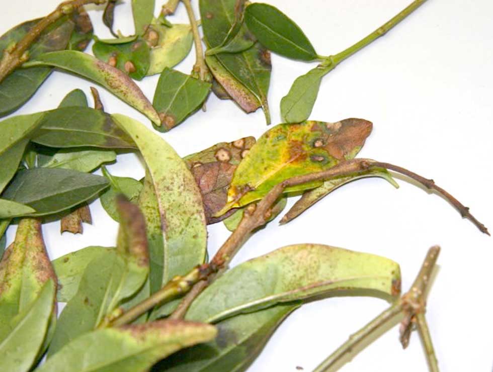 Alternaria: Schadebeeld op <I>Ligustrum</I> | © Viaverda