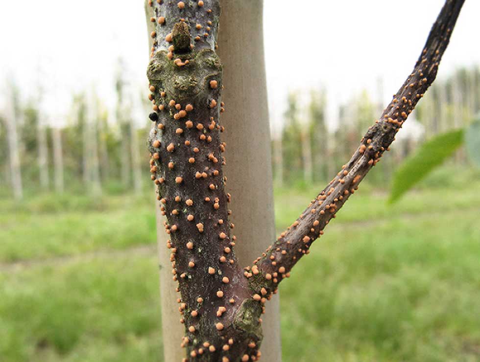 Vruchtboomkanker: Schadebeeld | © Viaverda