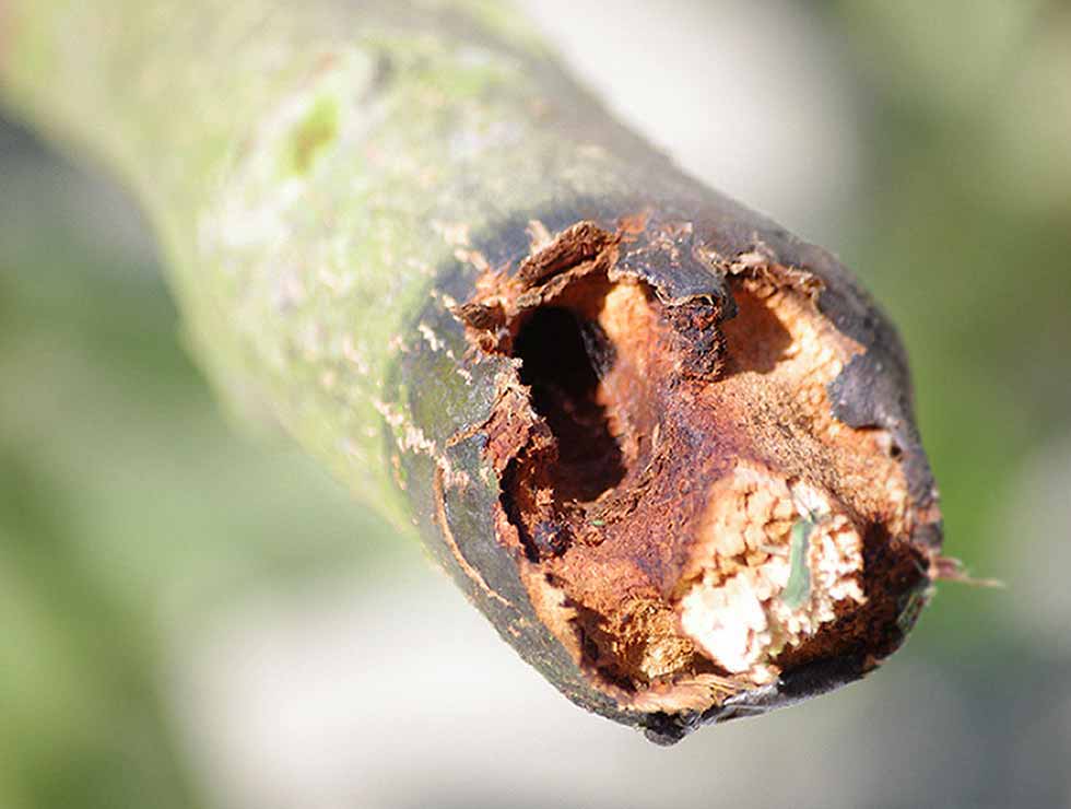 Gestippelde  houtvlinder: Schadebeeld na doorsnijden stam | © Viaverda