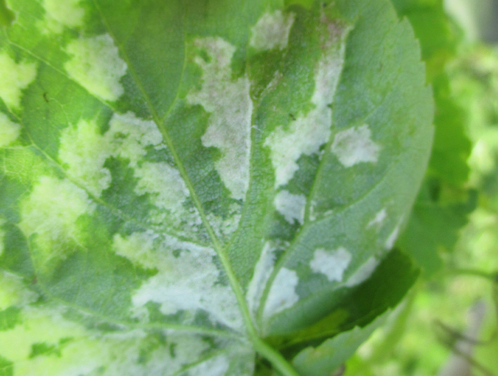 : Schadebeeld | © Viaverda