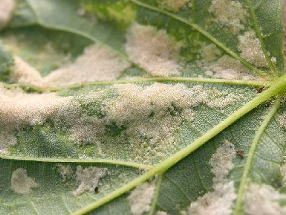 Lindeviltmijt: Schadebeeld | © Viaverda