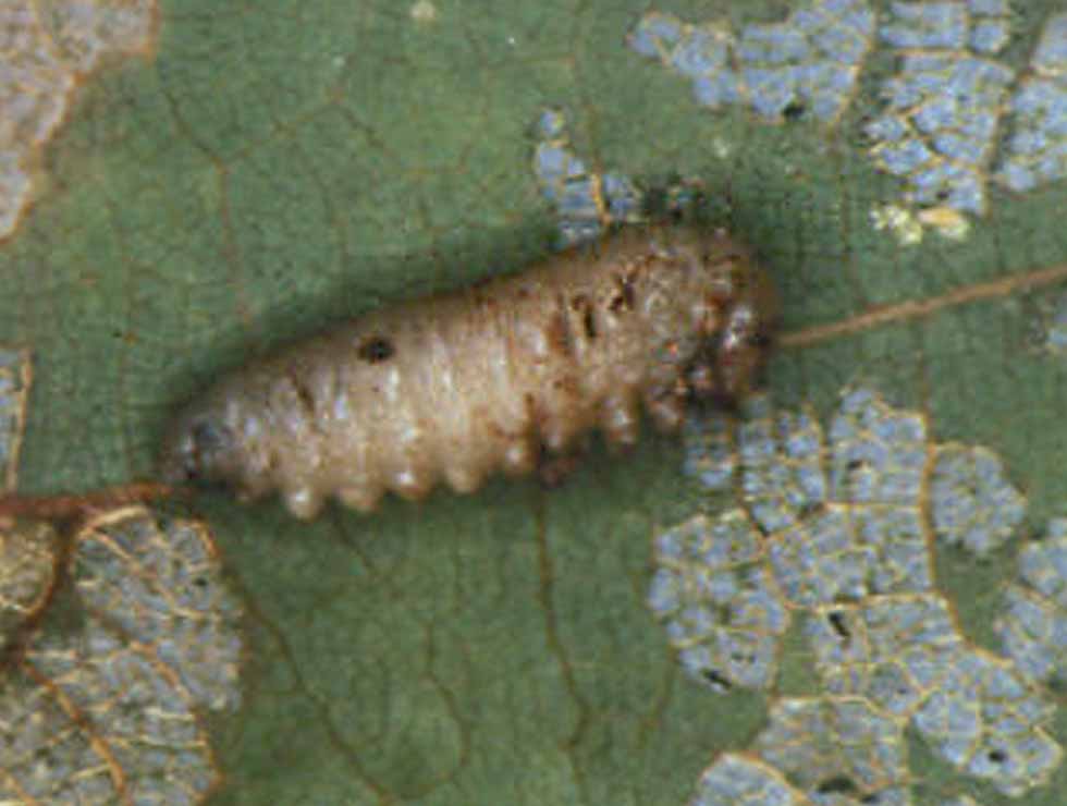 Lindebladwesp: Pop | © Viaverda