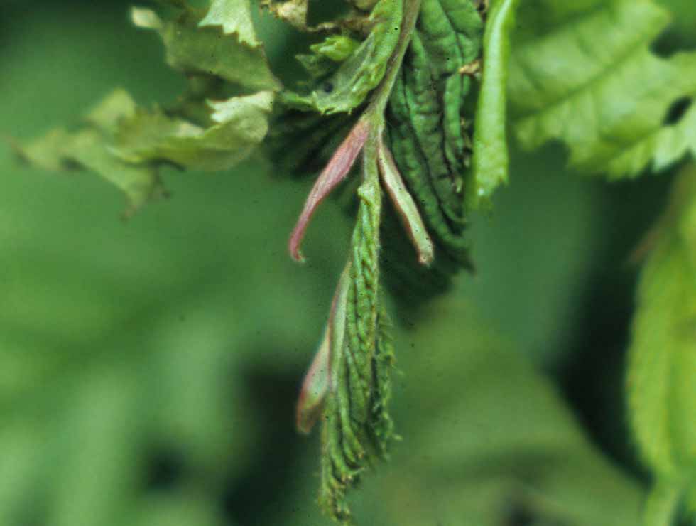 Kleine wintervlinder: Schadebeeld op <I>Carpinus</I> | © Viaverda