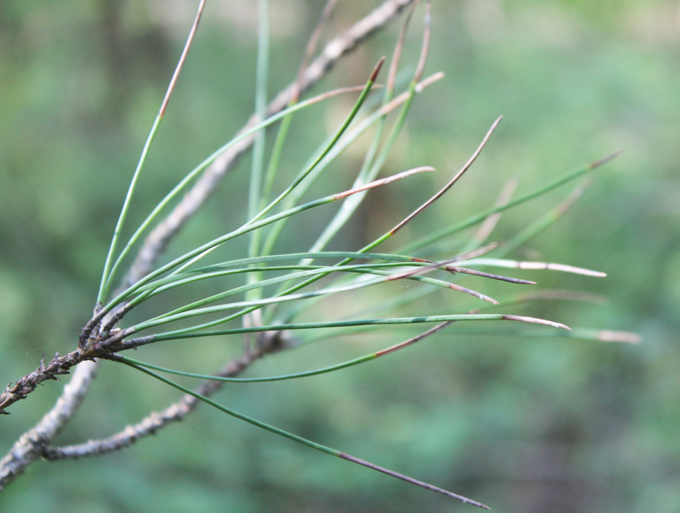 Rodebandjesziekte: Schadebeeld | © A. Chandelier CRAW