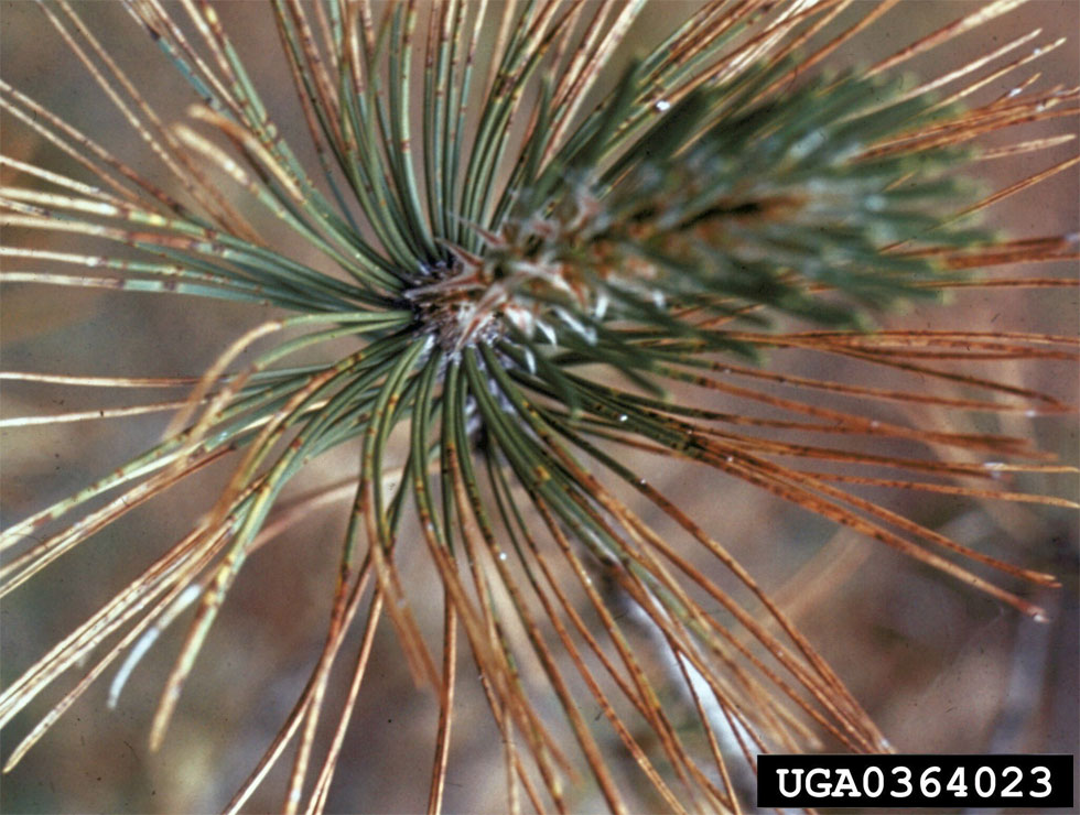 Rodebandjesziekte: Schadebeeld | © R.L.Anderson, USDA Forest Service,B ugwood.org