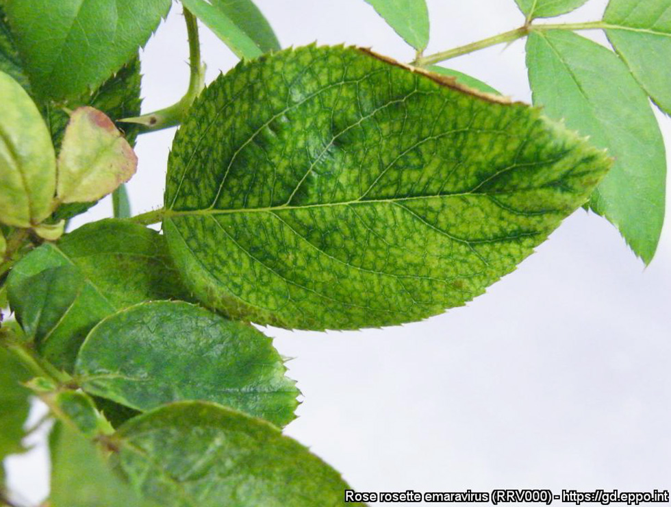 Rose rosette emaravirus (RRV): Schadebeeld | © EPPO