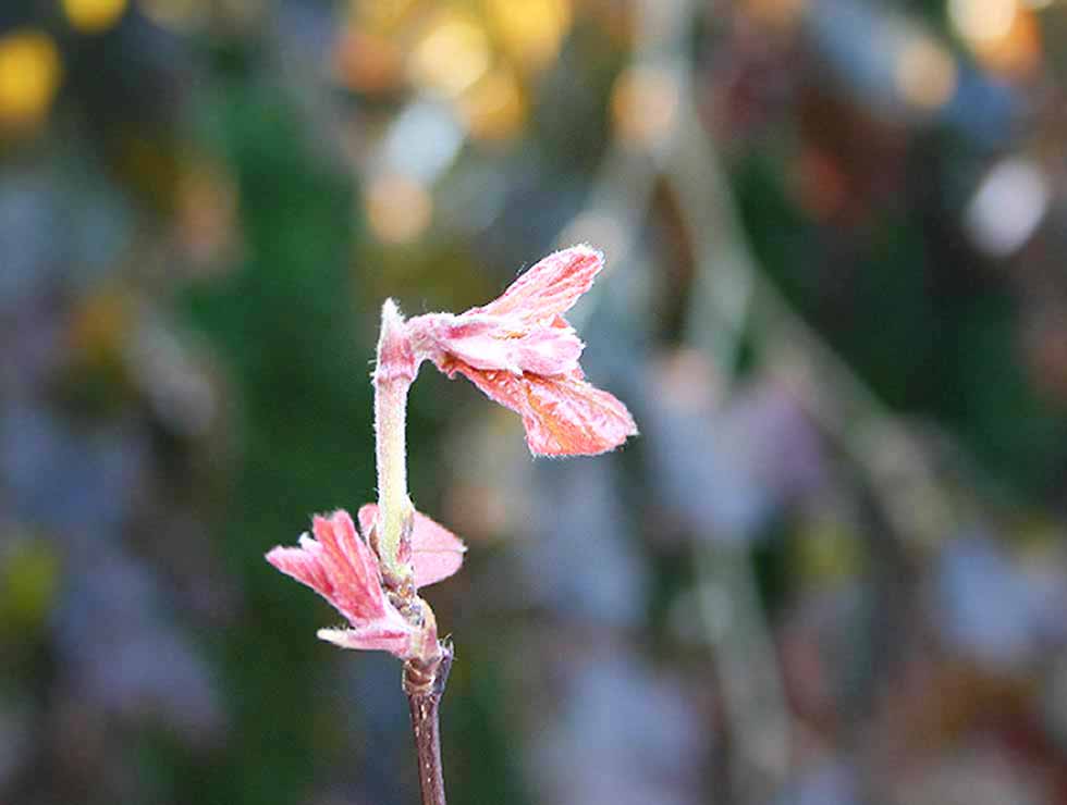 Beukentopgalmug: Schadebeeld | © Viaverda