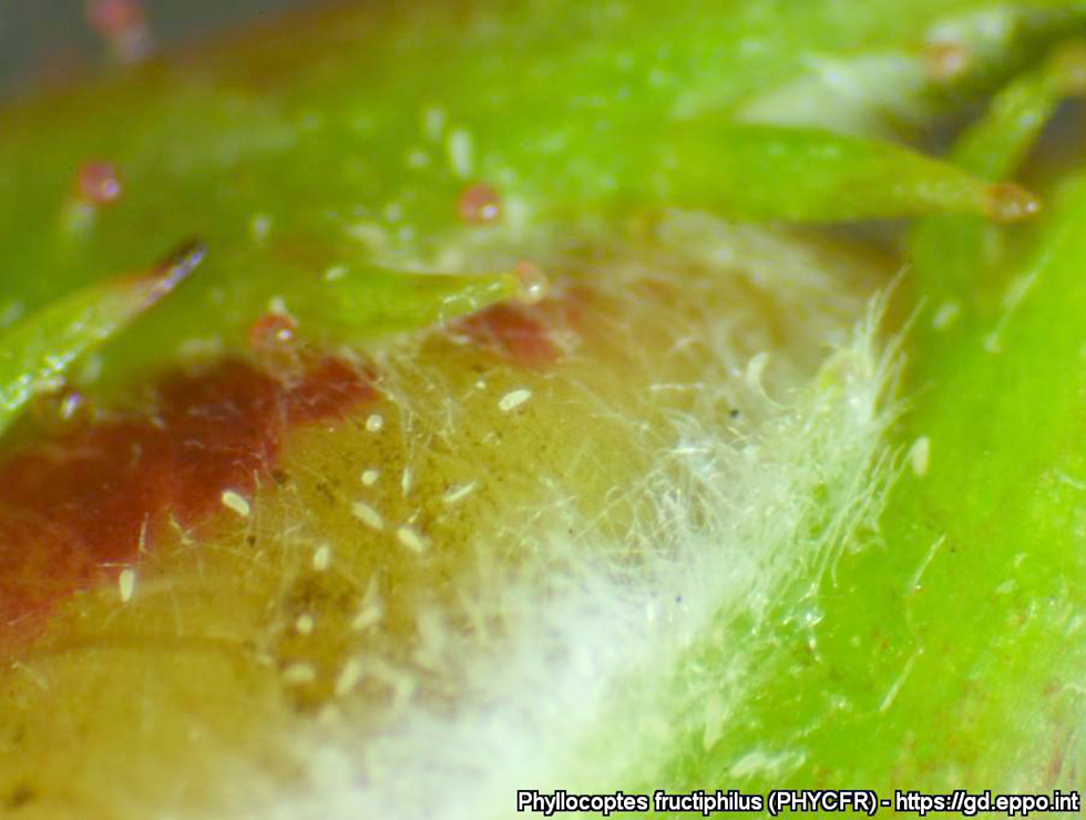 Rose rosette emaravirus (RRV): Schadebeeld vector roestmijten | © EPPO