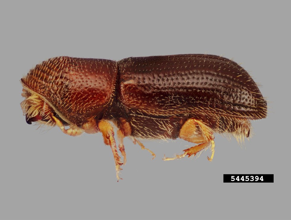 Duizendkankerziekte: Schadebeeld : vector <I>Pityophthorus juglandis</I> | © S. Valley Forestryimage