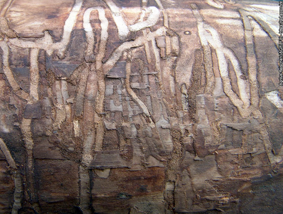 Agrilus fleischeri: Schadebeeld | © EPPO, K. Zang