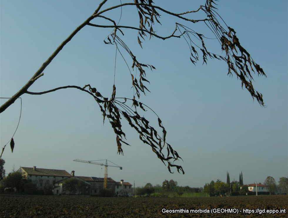 Duizendkankerziekte: Schadebeeld | © EPPO, Prof. L. Montecchio, Universita di Padova (IT)