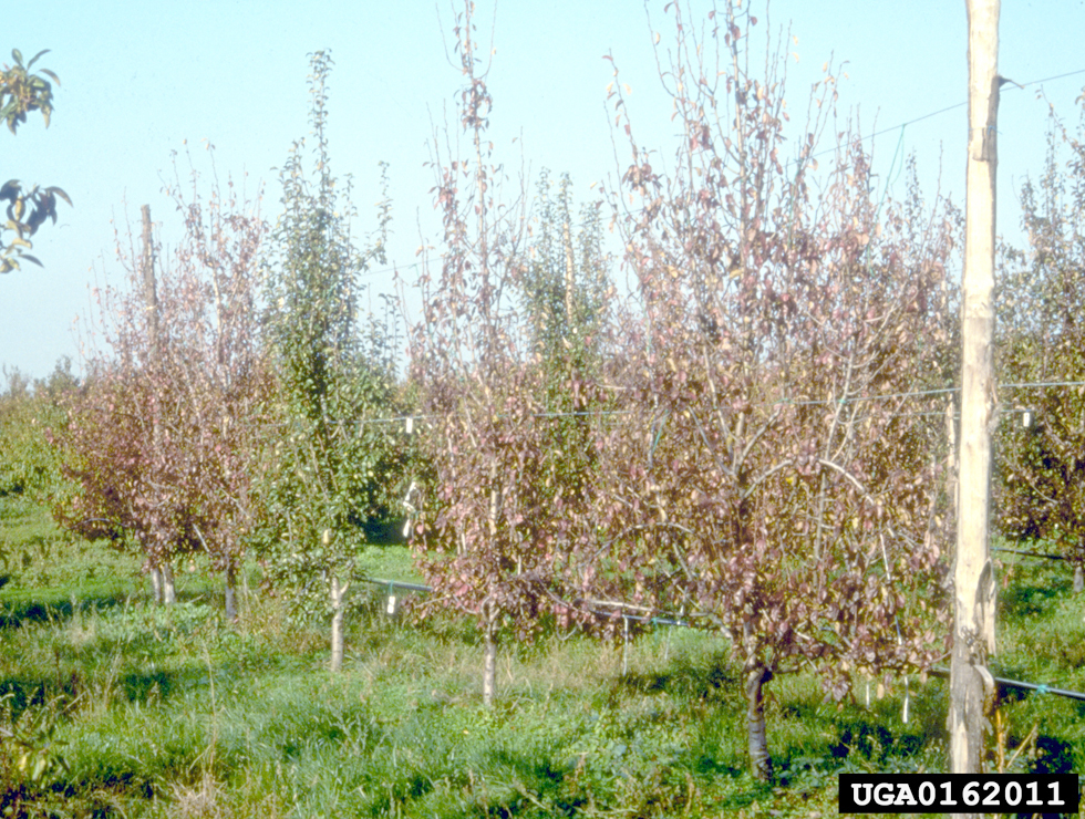 Perenaftakelingsziekte: Schadebeeld | © L.Giunchedi, Universitadi Bologna, Bugwood.org