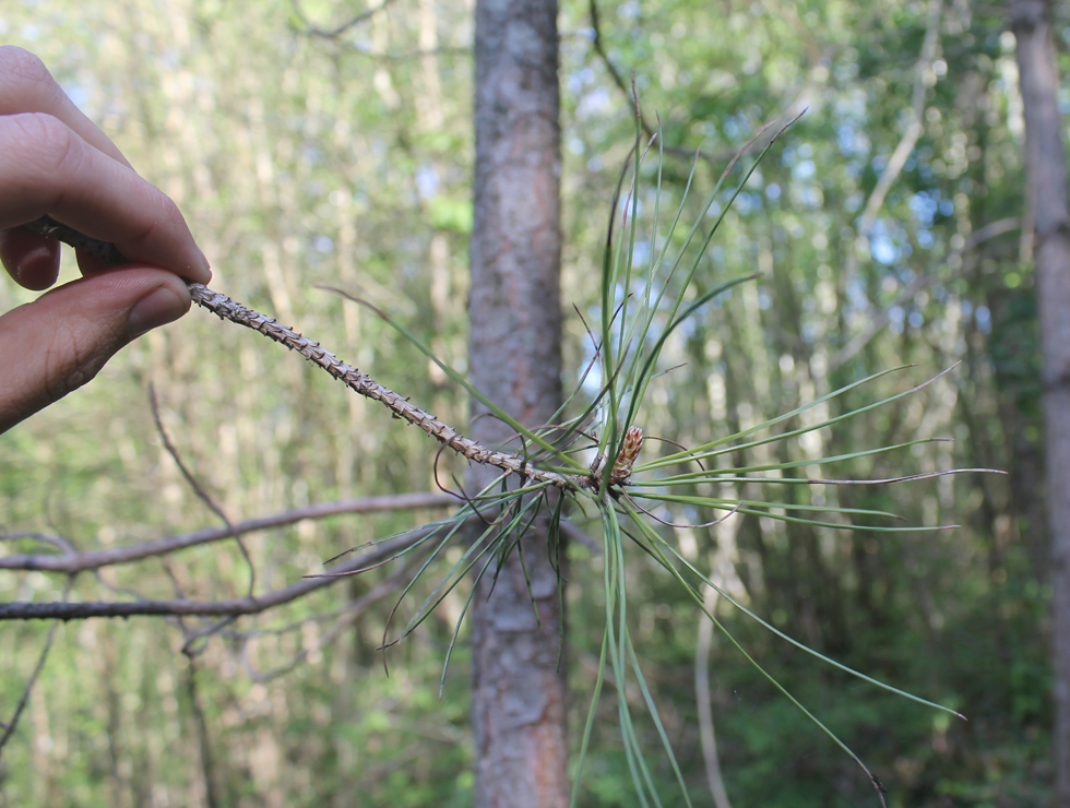 Rodebandjesziekte: Schadebeeld | © A. Chandelier CRAW