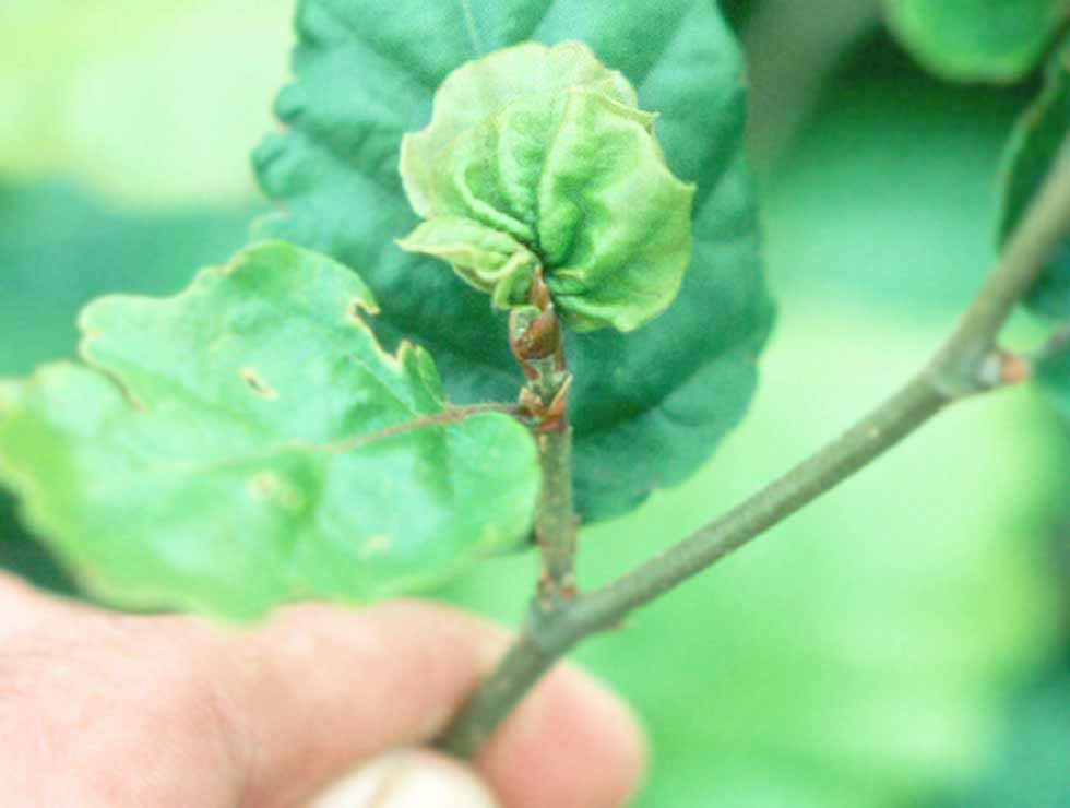 Beukentopgalmug: Schadebeeld | © Viaverda