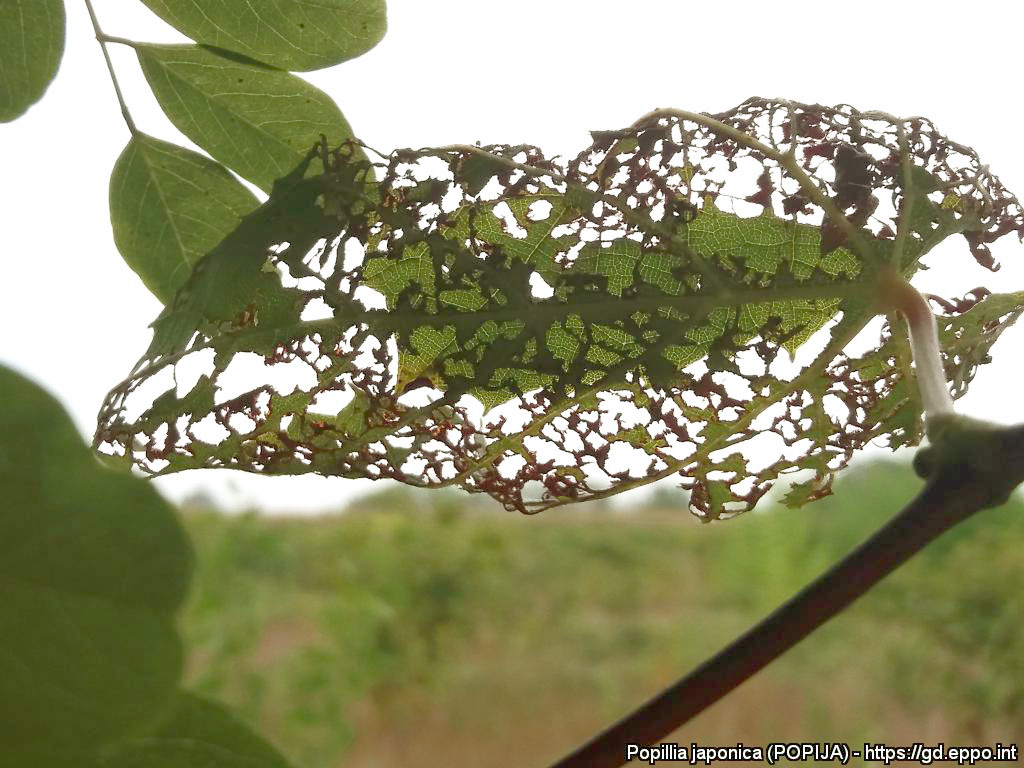 Japanse kever: Schadebeeld op <I>Vitis vinifera</I> | © EPPO, M. Maspero (IT)
