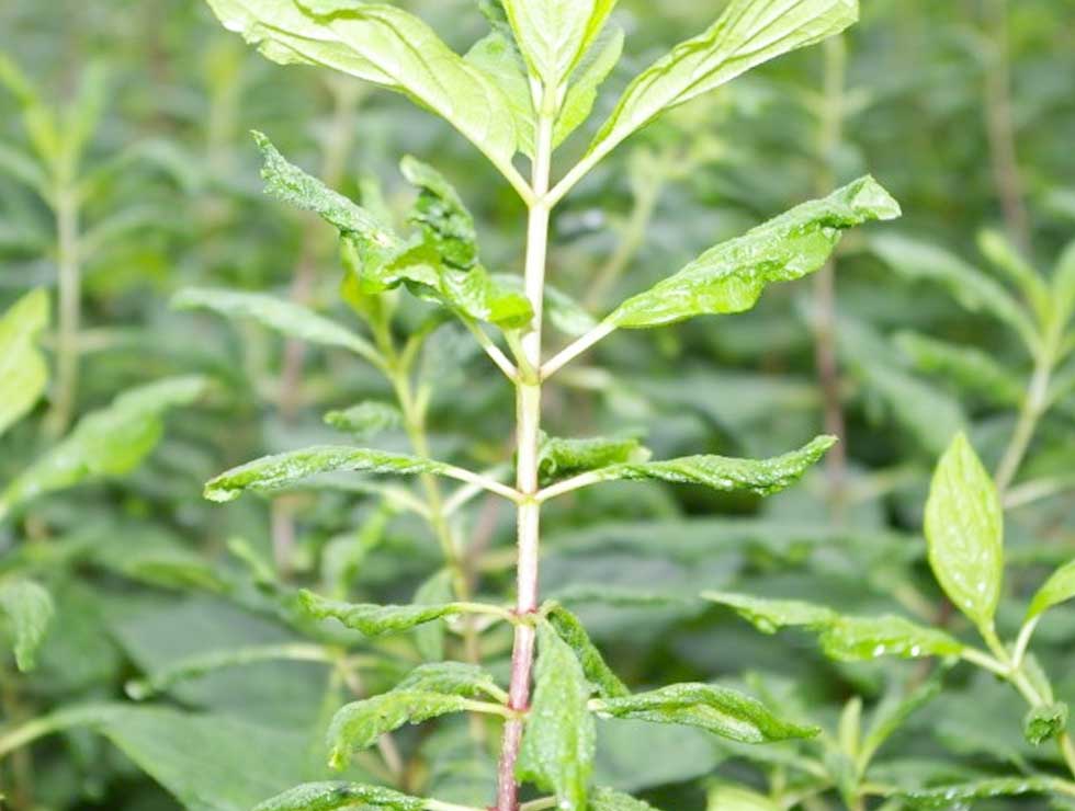 Begoniamijt: Schadebeeld | © Viaverda