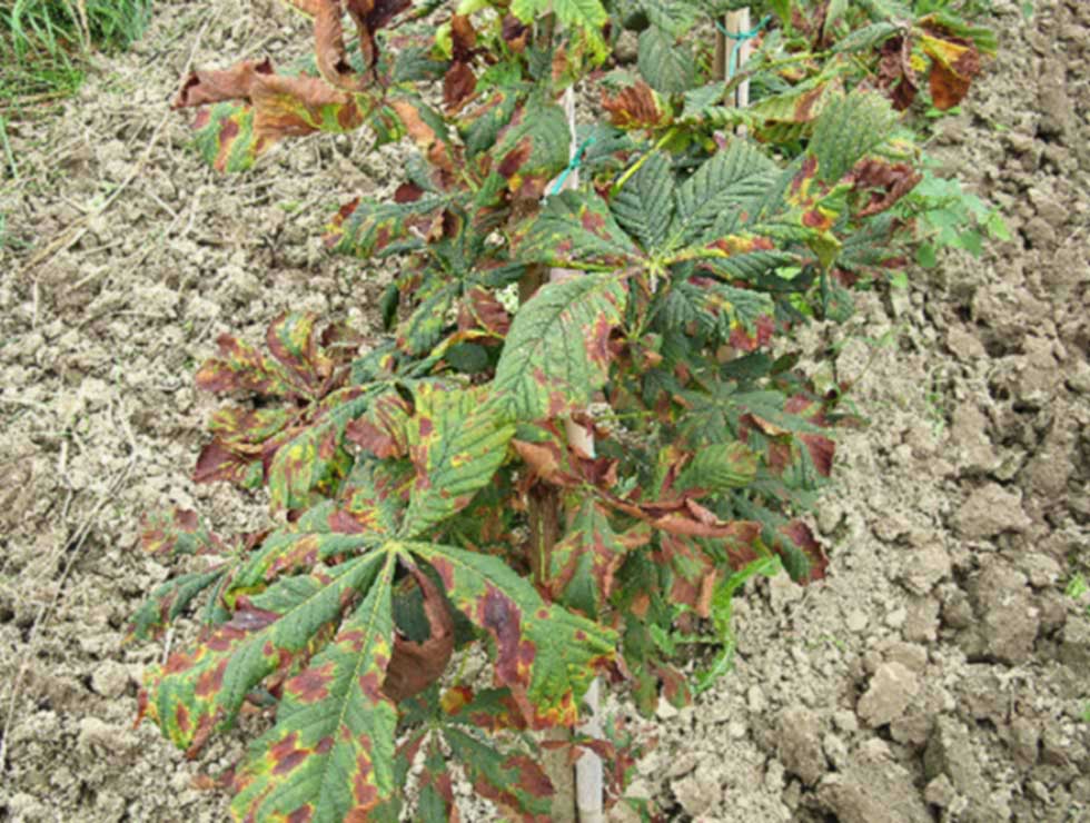 Guignardia: Schadebeeld | © Viaverda