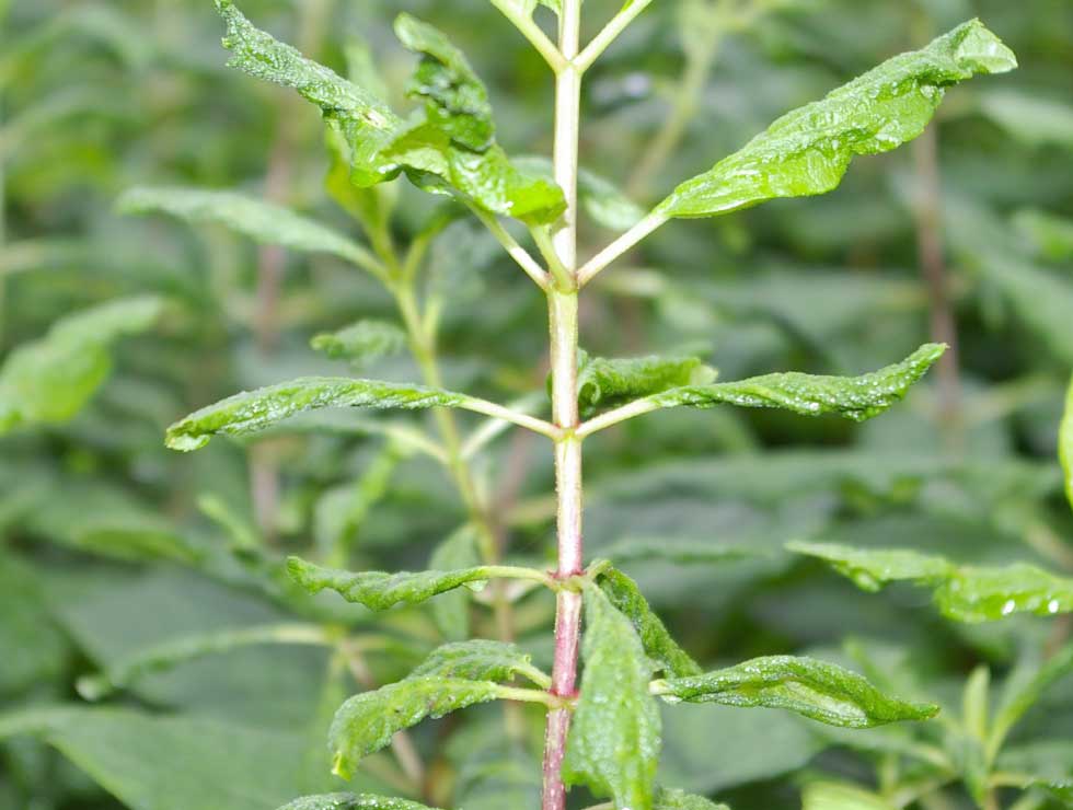 Begoniamijt: Schadebeeld | © Viaverda