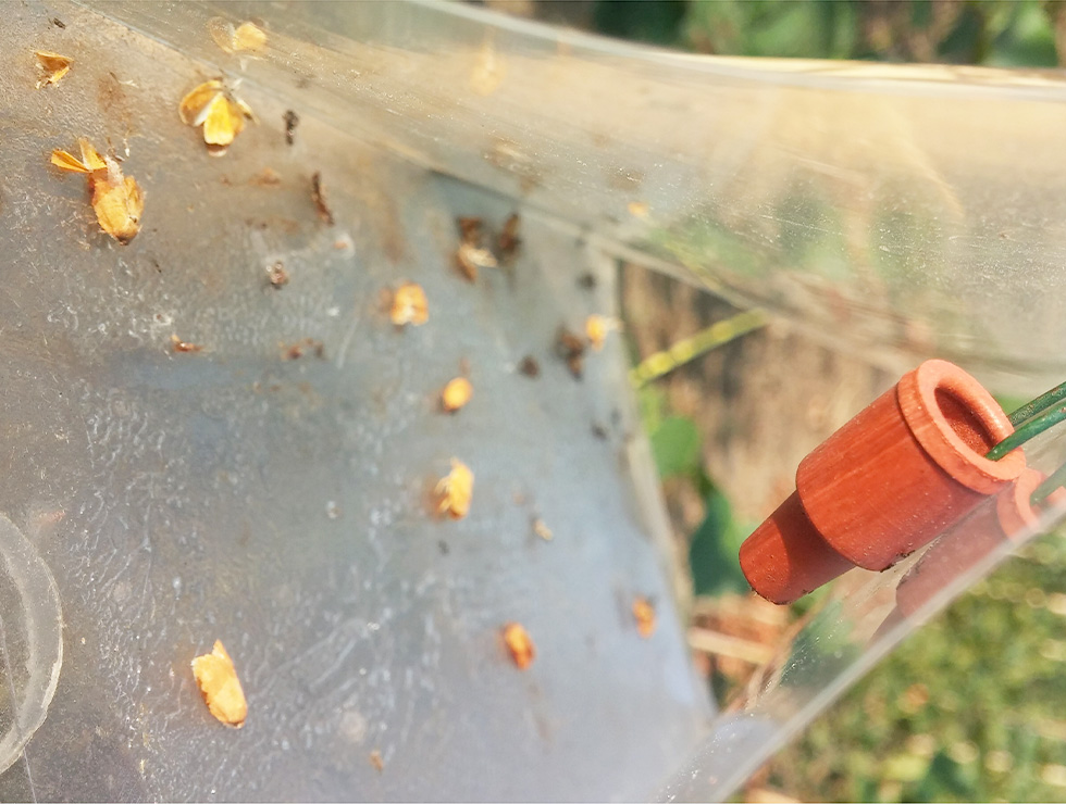 : Adult feromoonval | © Viaverda