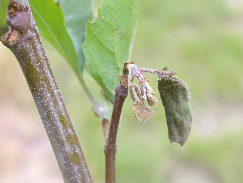 Antracnose: Schadebeeld op Plataan | © Viaverda