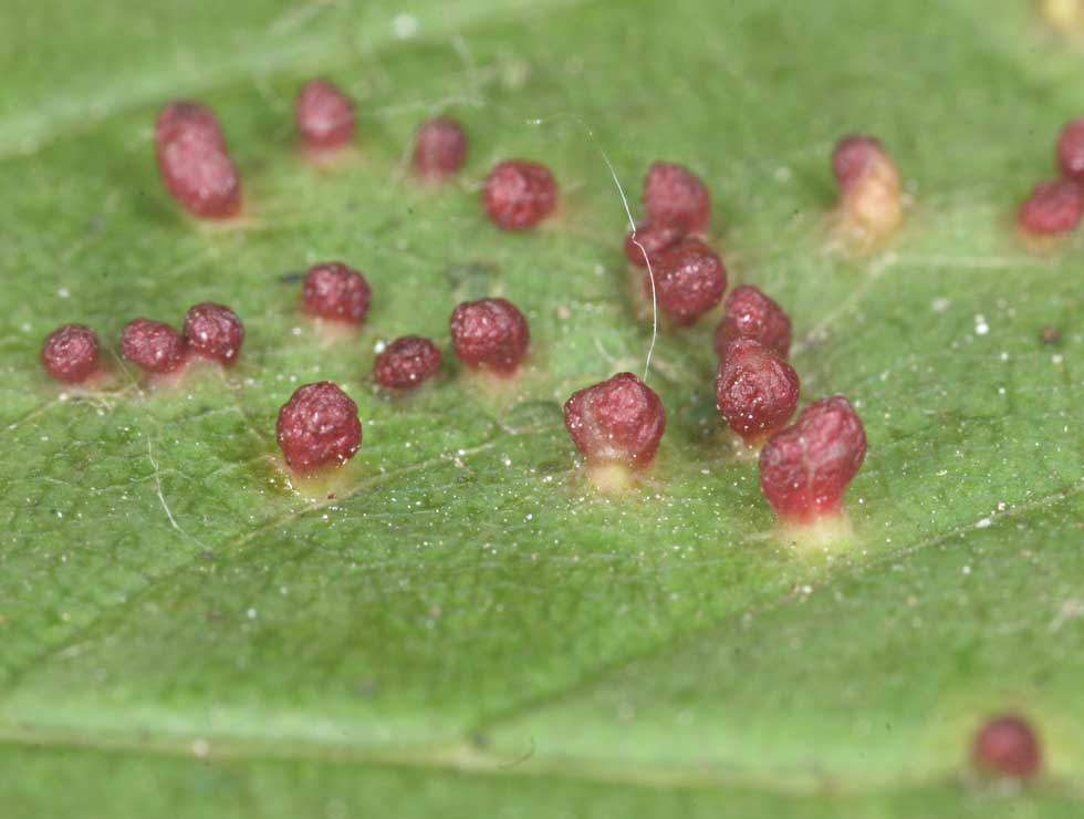 Esdoornknobbelmijt: Schadebeeld op <I>Acer</I> | © Viaverda