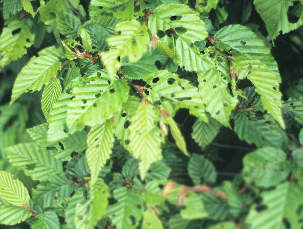 Kleine wintervlinder: Schadebeeld op <I>Carpinus</I> | © Viaverda