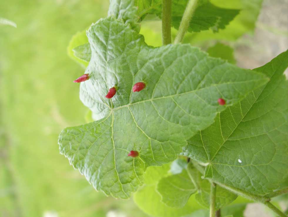 Zomerlindehoorntjesmijt: Schadebeeld <I>Tilia</I> | © Viaverda