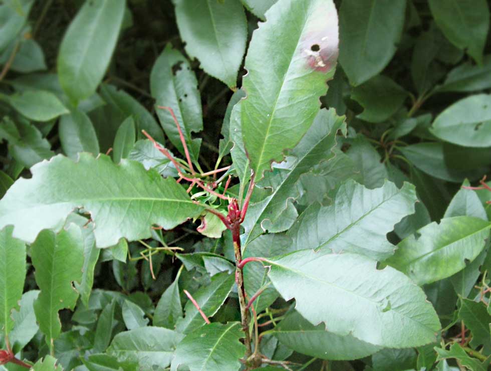 Gegroefde lapsnuitkever: Schadebeeld van adult op <I>Prunus</I> | © Viaverda