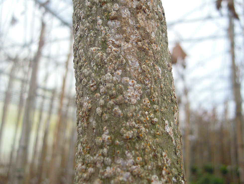 Pseudaulacaspis pentagon: Schadebeeld | © Viaverda