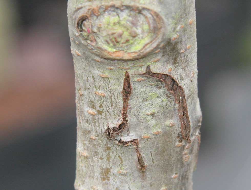 Perenprachtkever: Schadebeeld | © Viaverda