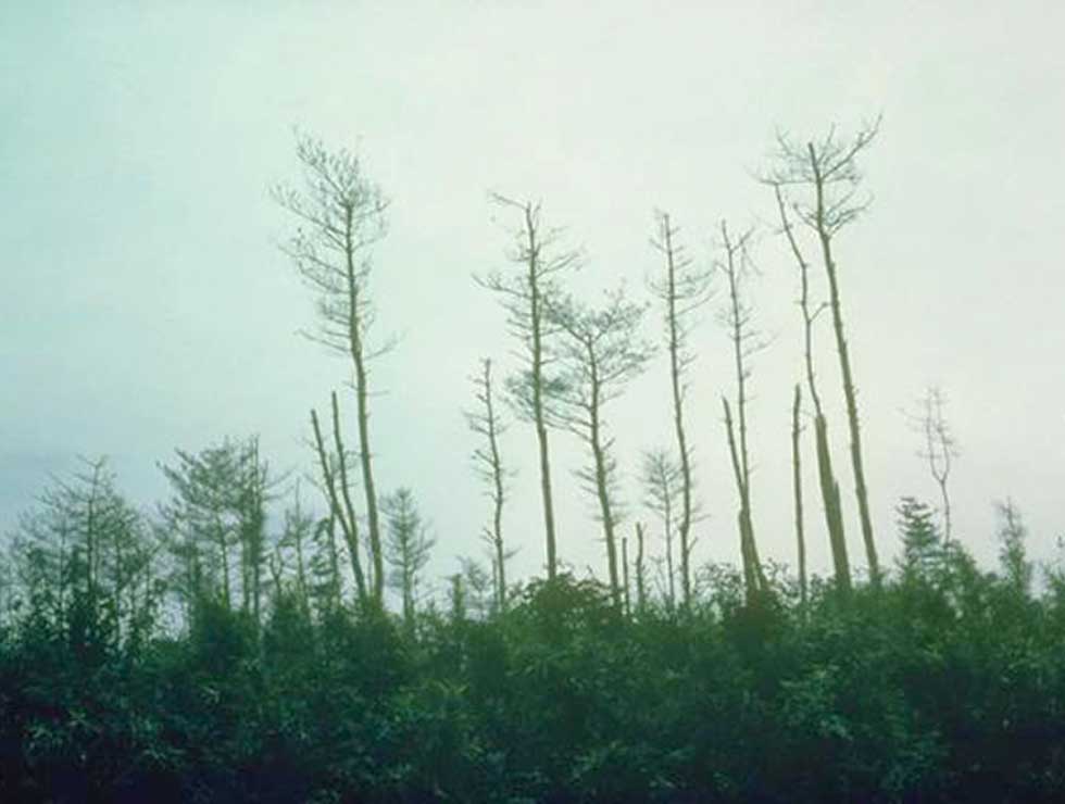 Dennenaaltje: Schadebeeld | © EPPO