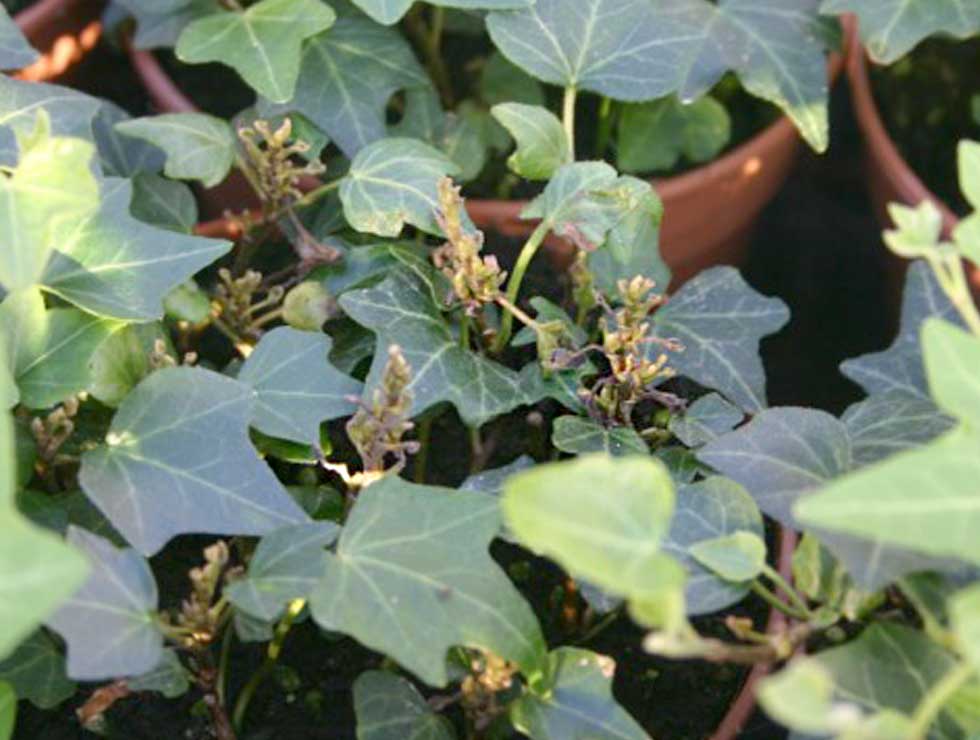 Begoniamijt: Schadebeeld op <I>Hedera</I> | © Viaverda