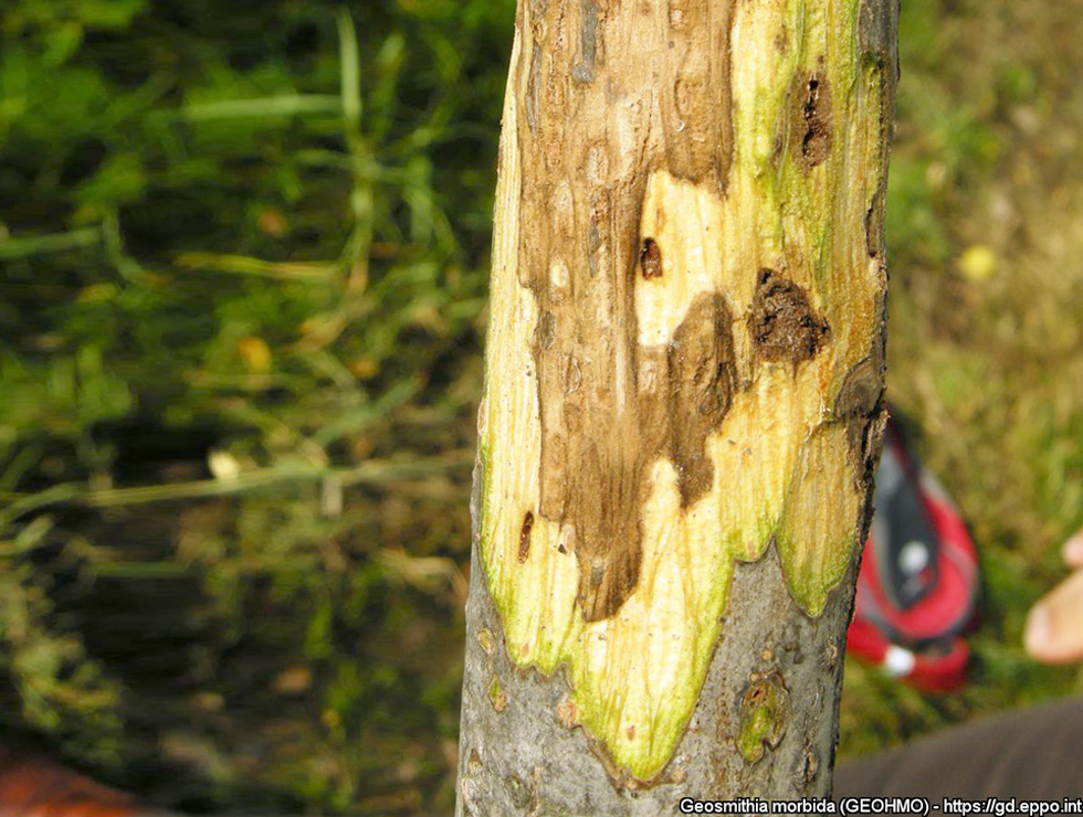 Duizendkankerziekte: Schadebeeld | © EPPO, Prof. L. Montecchio, Universita di Padova (IT)