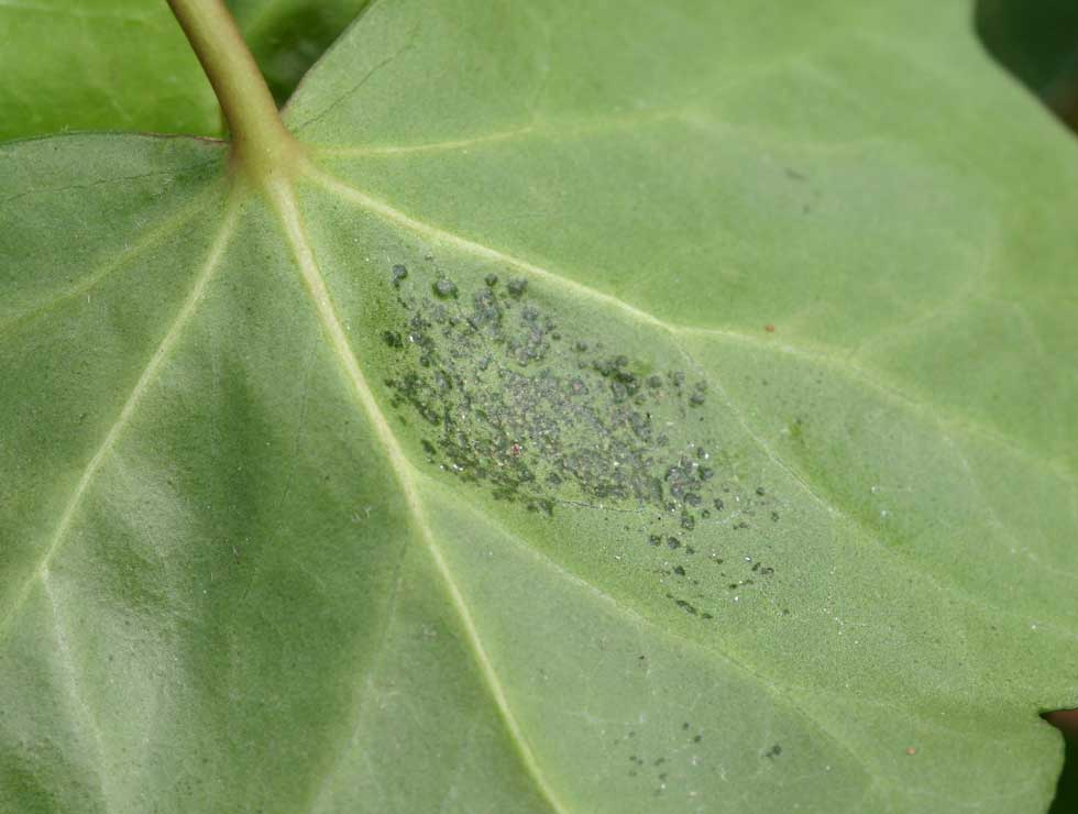 Bonenspint: Schadebeeld op <I>Hedera</I> | © Viaverda