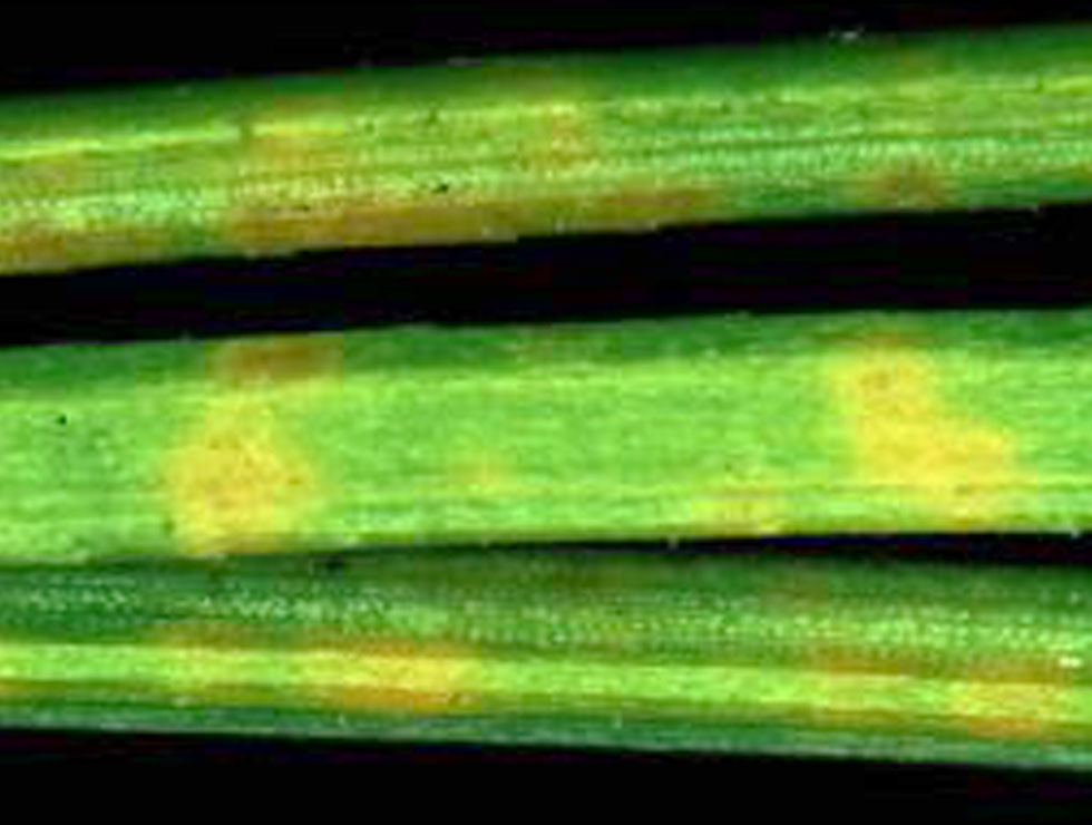 Rodebandjesziekte: Schadebeeld | © EPPO