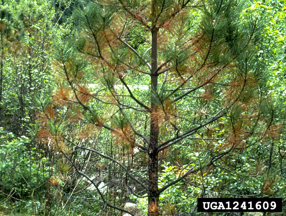Rodebandjesziekte: Schadebeeld | © R.L.James, USDA Forest Service, Bugwood.org
