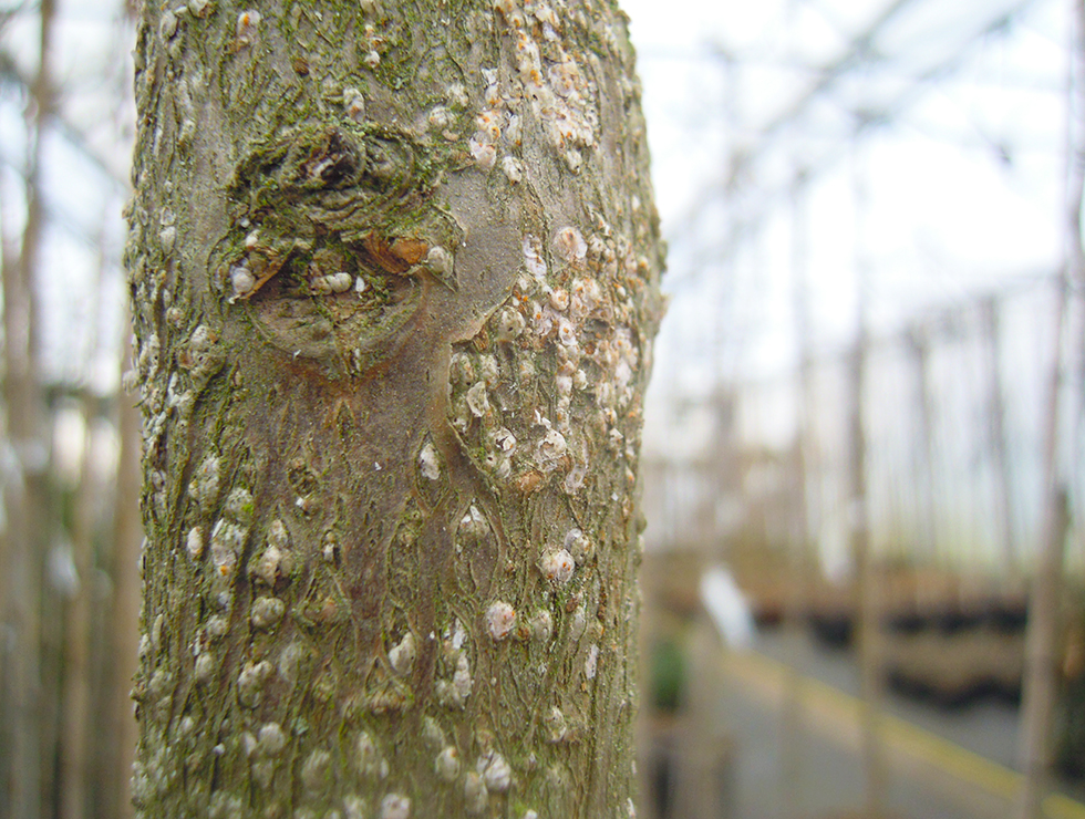 Pseudaulacaspis pentagon: Schadebeeld | © Viaverda