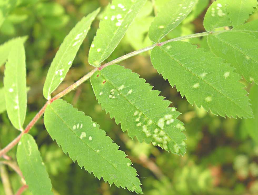 Lijsterbespokmijt: Schadebeeld op <I>Sorbus</I> | © Viaverda