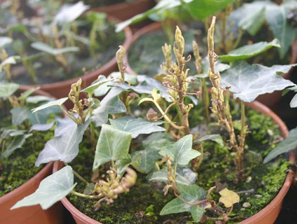 Begoniamijt: Schadebeeld op <I>Hedera</I> | © Viaverda