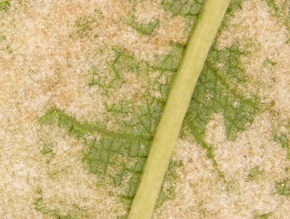 Lindeviltmijt: Schadebeeld | © Viaverda