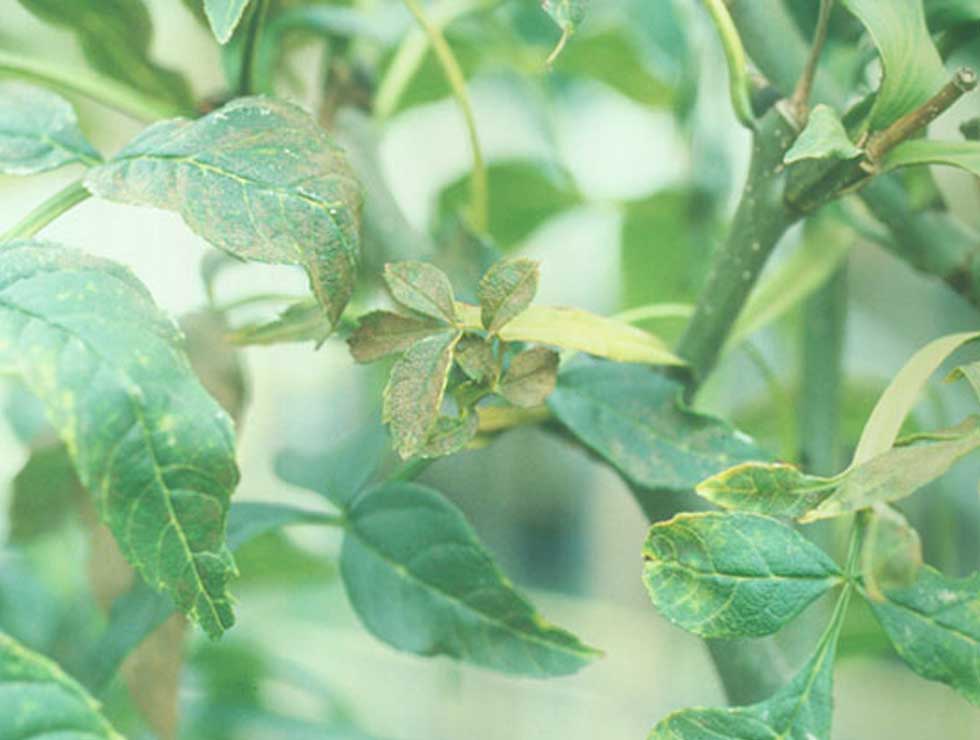 Essenbladpokmijt: Schadebeeld | © Viaverda