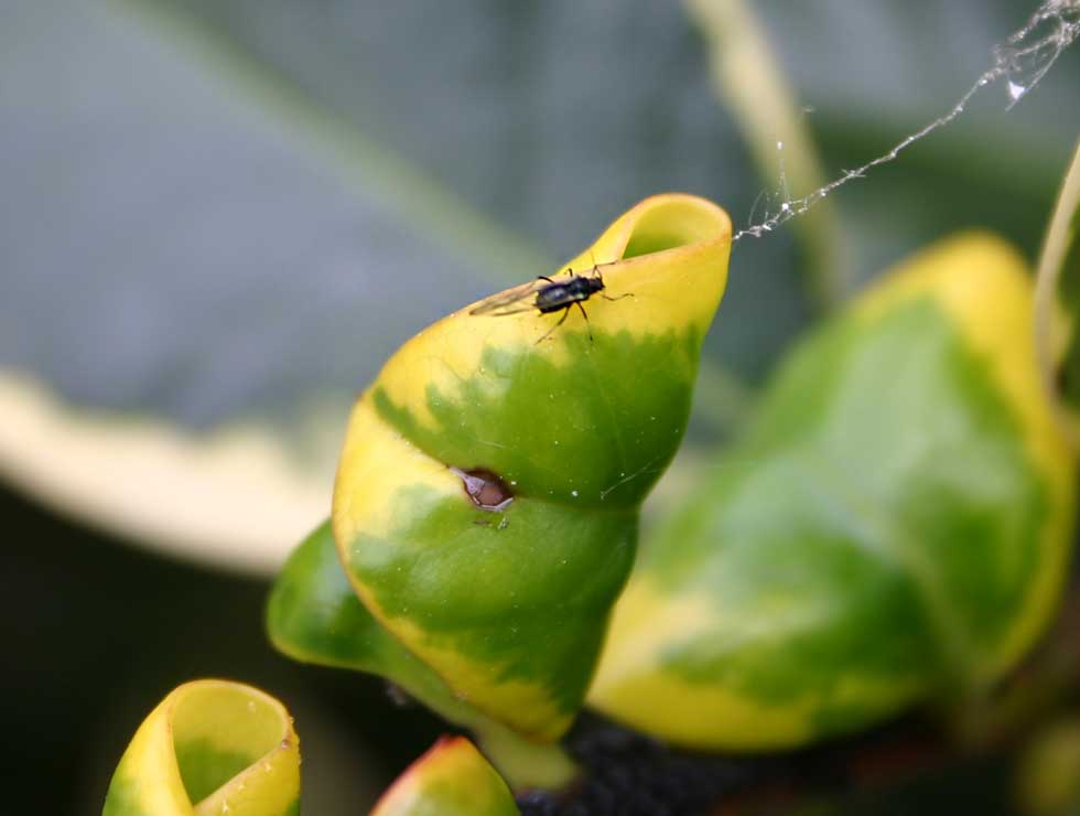 Zwarte bonenluis: Schadebeeld en adult | © Viaverda