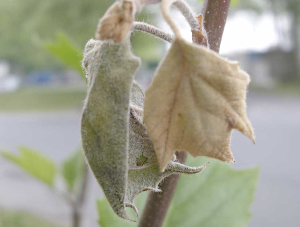 Antracnose: Schadebeeld op Plataan | © Viaverda