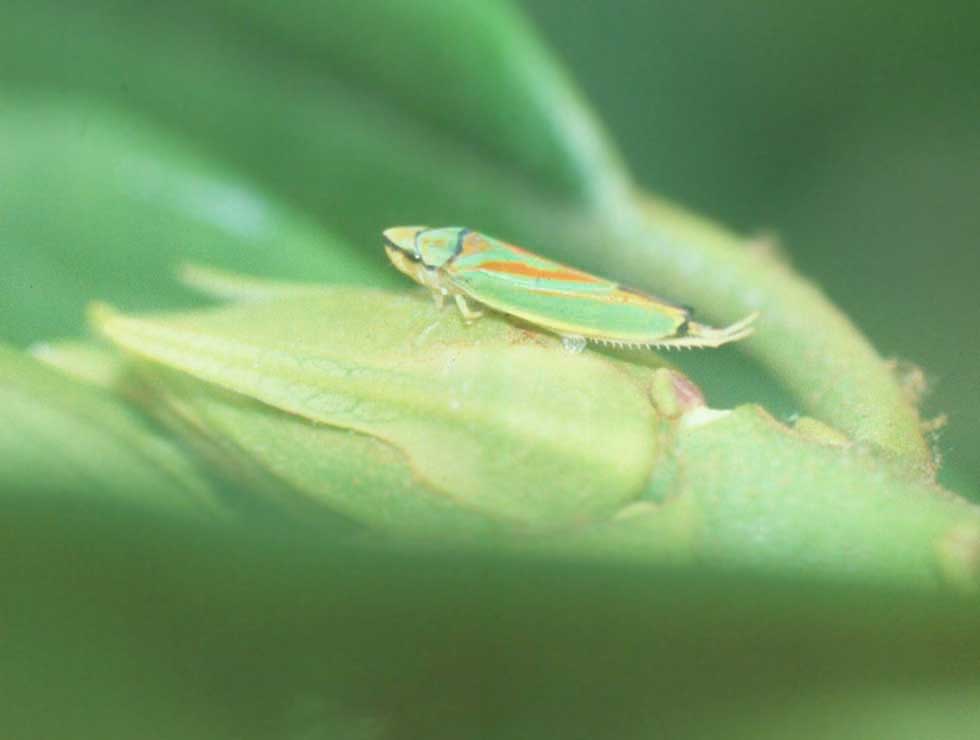 Rhododendroncicade: Adult | © Viaverda