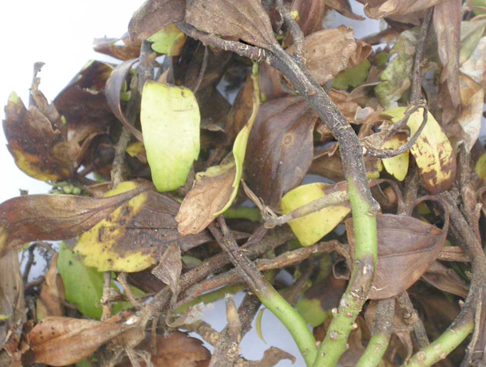 Phytopthora citrophthora: Schadebeeld <I>Pachysandra</I> | © Viaverda