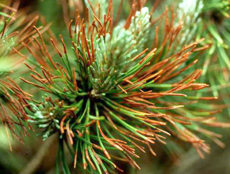 Rodebandjesziekte: Schadebeeld | © EPPO