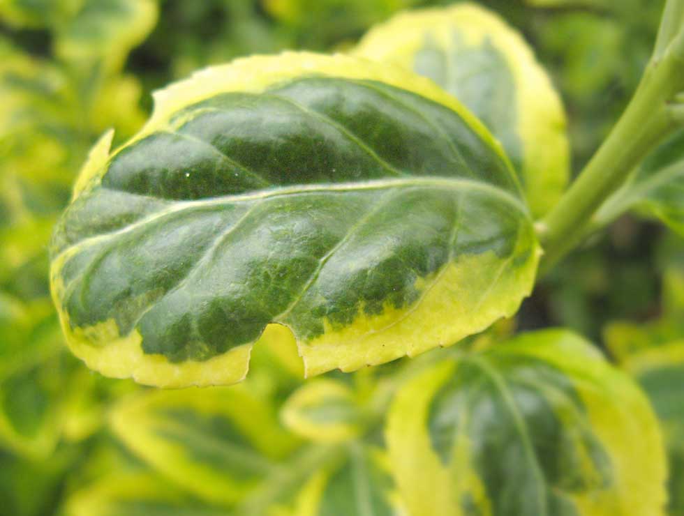 Gegroefde lapsnuitkever: Schadebeeld van adult op <I>Euonymus</I> | © Viaverda